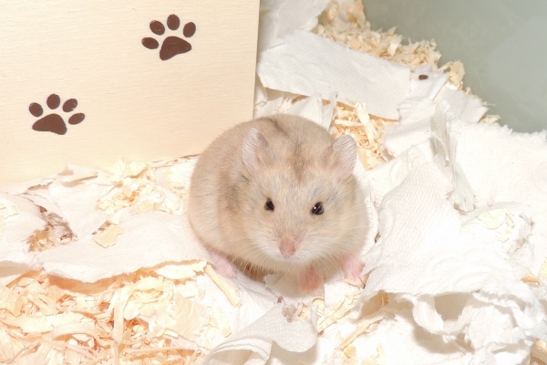 Bild von Bilbo, geb. August 2025