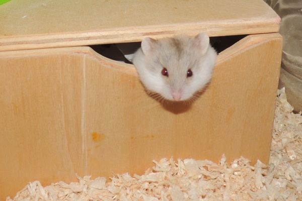 Bild von Buster, geb. August 2025