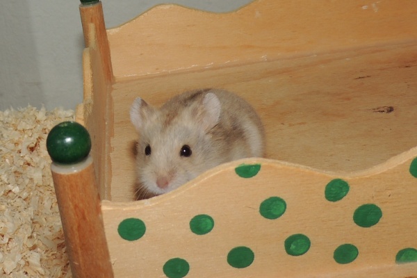 Bild von Peppa, geb. August 2025