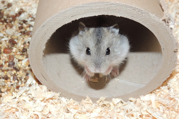 Bild von Bert, geb. 27.08.2022