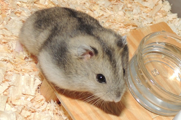 Bild von Milou, geb. 27.08.2022