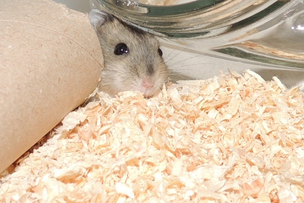 Bild von Madzie, geb. 26.05.2021
