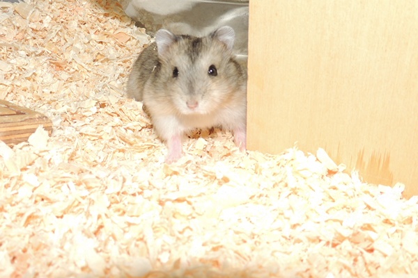 Bild von Jessi, geb. 26.05.2021