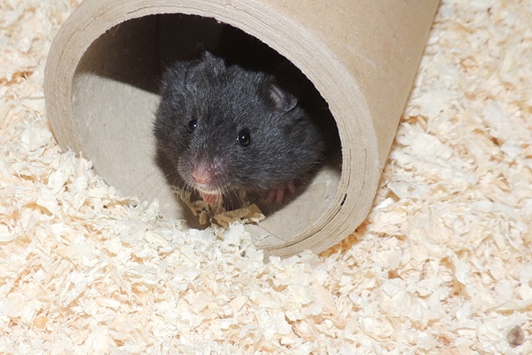 Bild von Myka, geb. Januar 2023