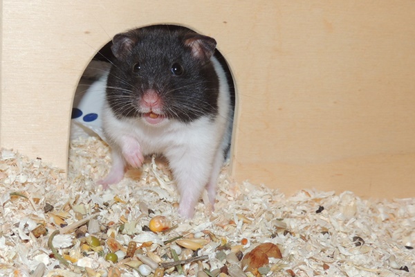 Bild von Glimmer, geb. Anfang Mai 2021