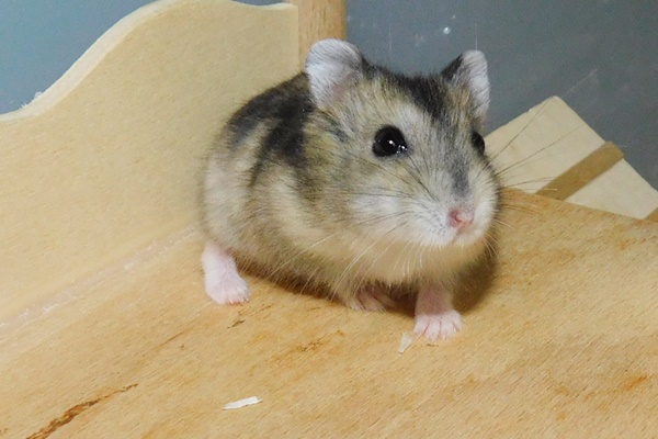 Bild von Lucuma, geb. Anfang September 2021
