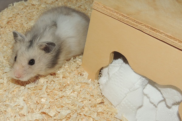 Bild von Mican, ausgewachsen
