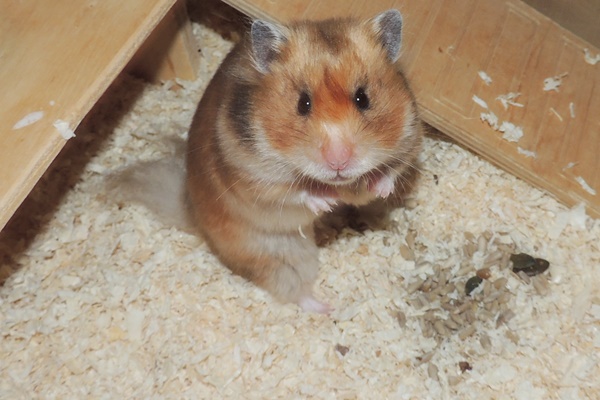 Bild von Yukina, ausgewachsen