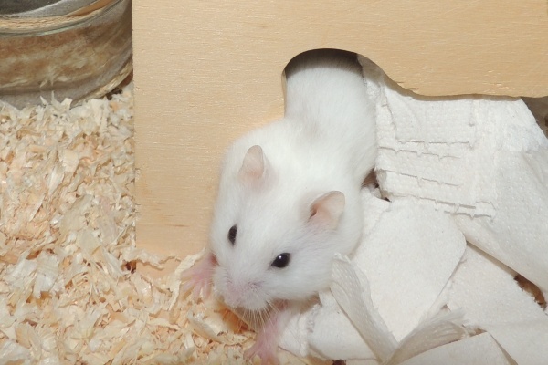 Bild von Sean, geb. August 2026