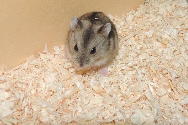 Bild von Robin, geb. August 2026