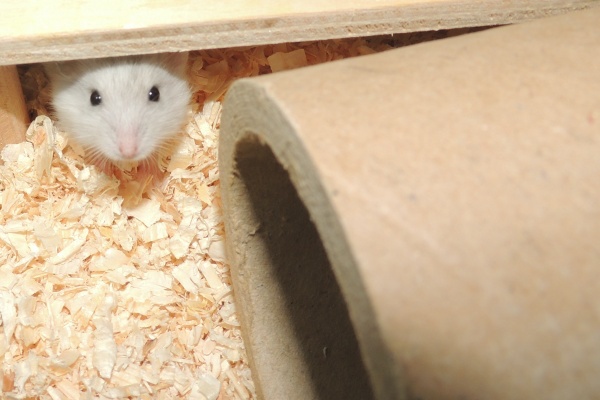 Bild von Lou, geb. August 2026