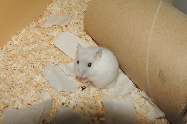 Bild von Bente, geb. August 2026