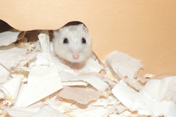 Bild von Joana, geb. August 2026