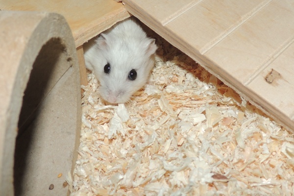 Bild von Sadie, ausgewachsen