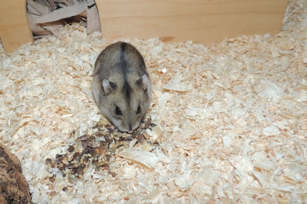 Bild von Mily, ausgewachsen