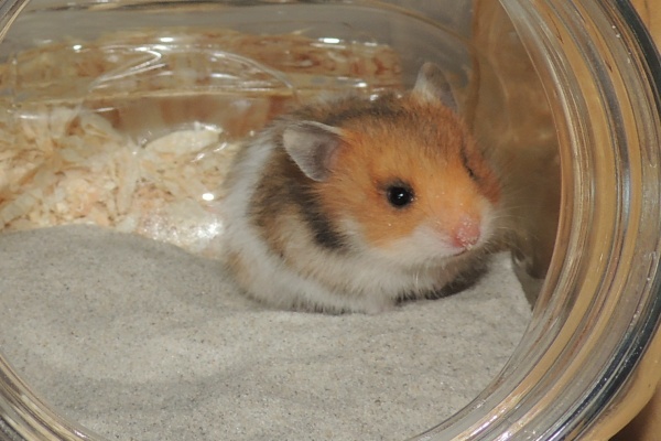 Bild von Maja, geb. 21.09.2026
