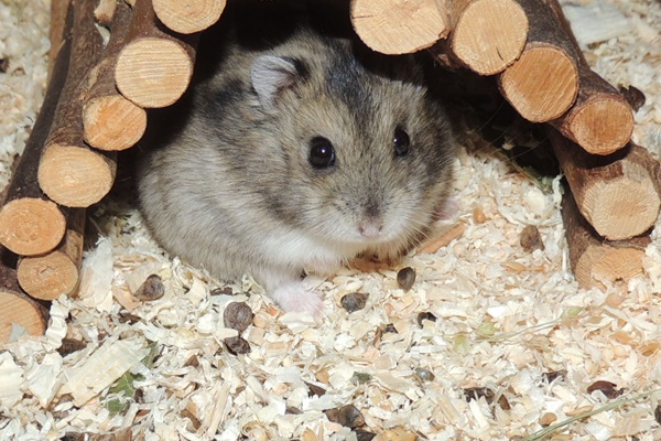 Bild von Hodge, geb. 26.05.2021