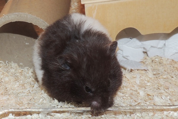 Bild von Kleopatra, ausgewachsen