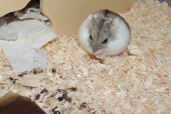 Bild von Xena, ausgewachsen