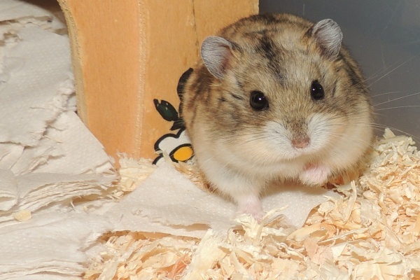 Bild von Tyson, ausgewachsen