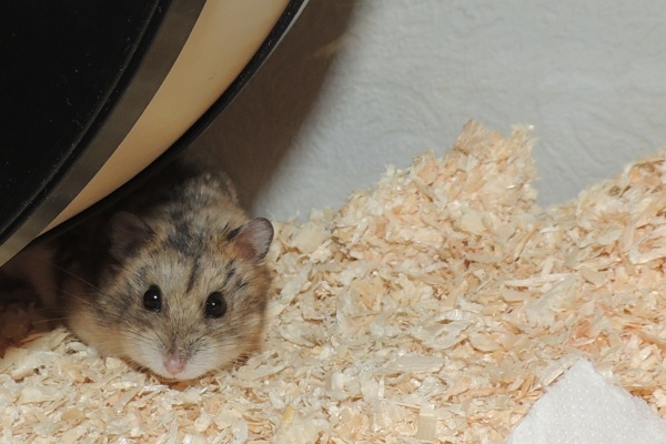 Bild von Cujo, ausgewachsen