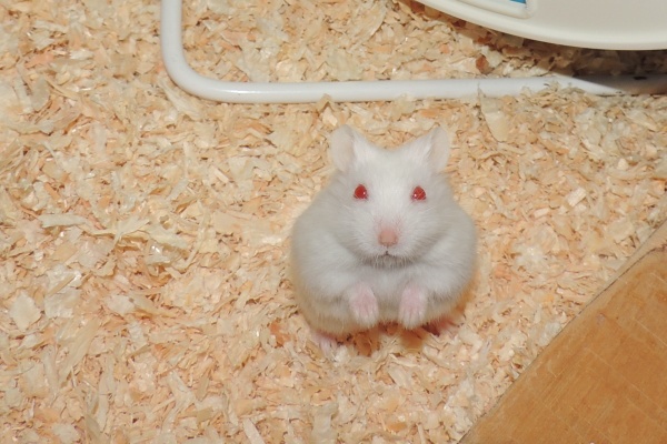 Bild von Chili, ausgewachsen