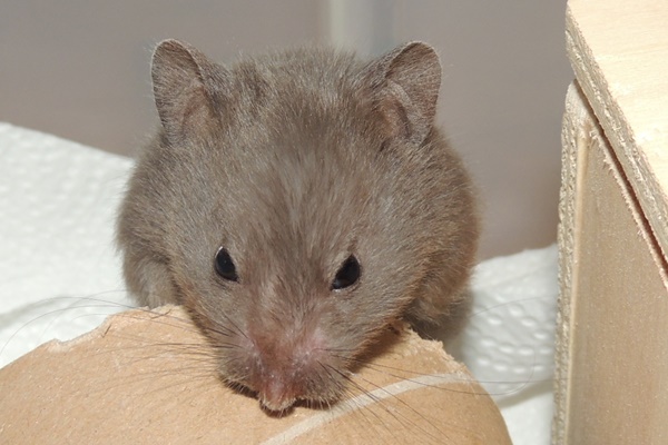 Bild von Delany, geb. 16.04.2022