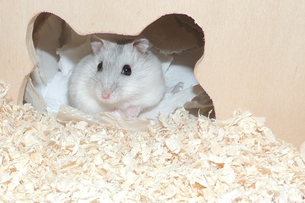 Bild von Leefke, ausgewachsen