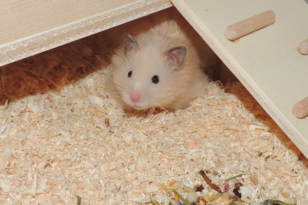 Bild von Leevi, geb. 01.03.2023