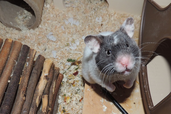 mabel10.JPG