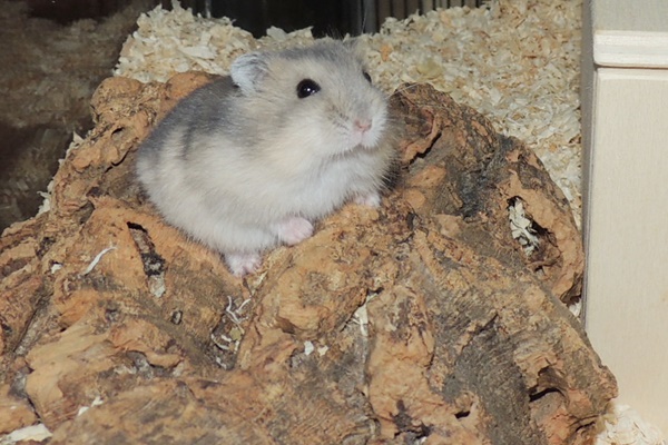 Bild von Clary, geb. 13.05.2021