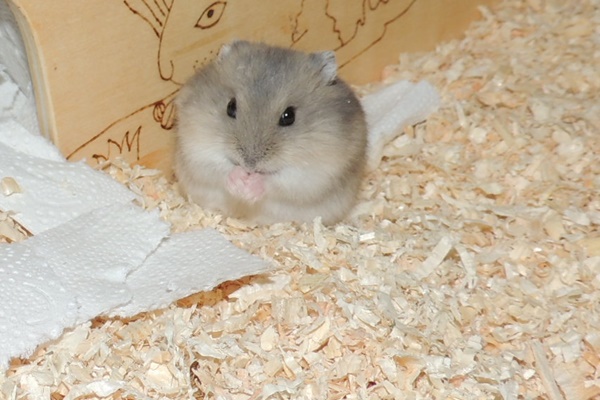 Bild von Alaric, geb. 13.05.2021