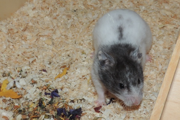 Bild von Miss Marple, ausgewachsen