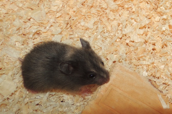 Bild von Jorie, geb. Mitte August 2025