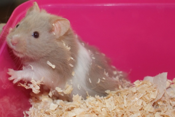 Bild von Geralt, geb. Februar 2026