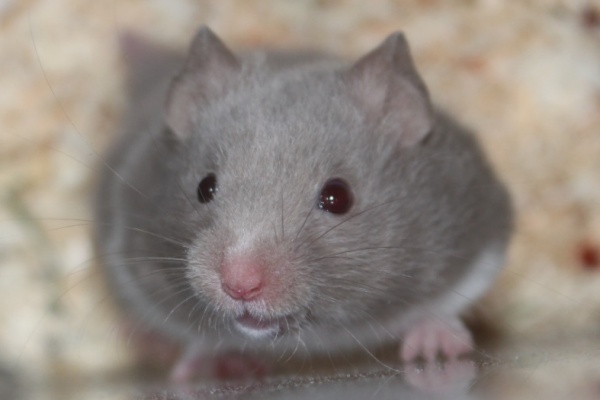 Bild von Kaleb, geb. Februar 2026