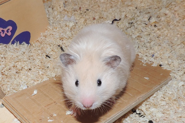 panja3.JPG