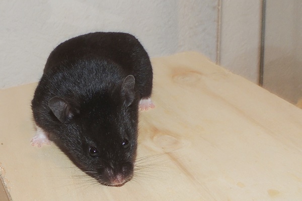 Bild von Gerold, geb. Anfang Januar 2025
