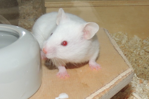 Bild von Peppa, geb. 06.07.2021