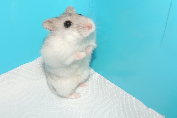 percy1.JPG