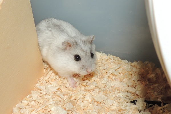 Bild von Percy, ausgewachsen