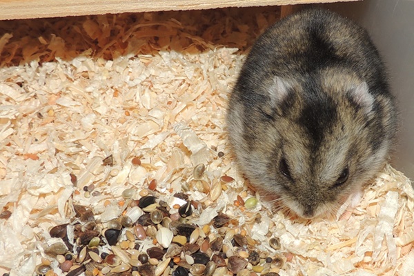 Bild von Pipa, ausgewachsen