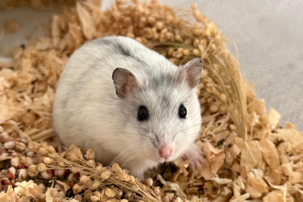 Bild von Pitter, ausgewachsen