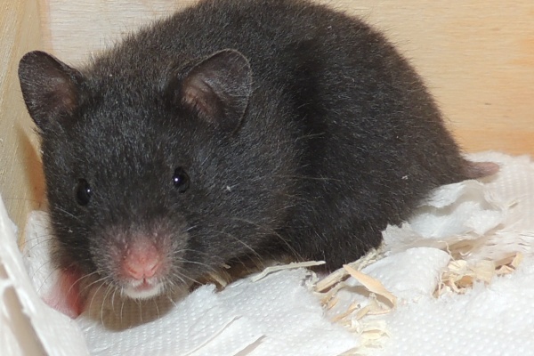 Bild von Shadow, geb. Anfang April 2026