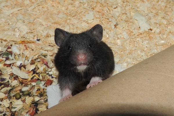 Bild von Cinder, geb. Anfang April 2026