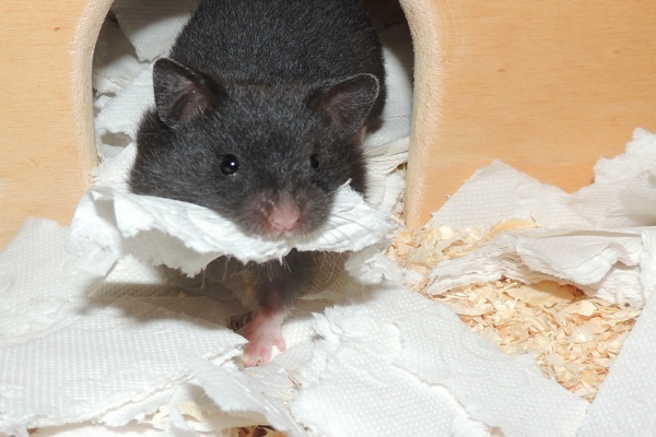 Bild von Kyran, geb. Anfang April 2026