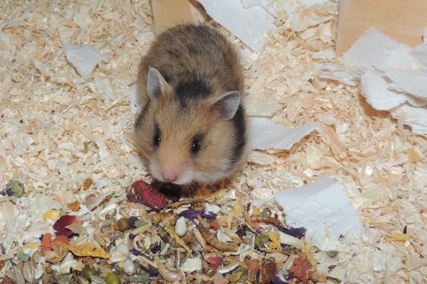 Bild von Happy, geb. Anfang April 2026