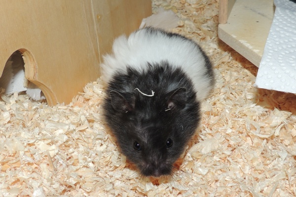 Bild von Elana, geb. 26.2.26