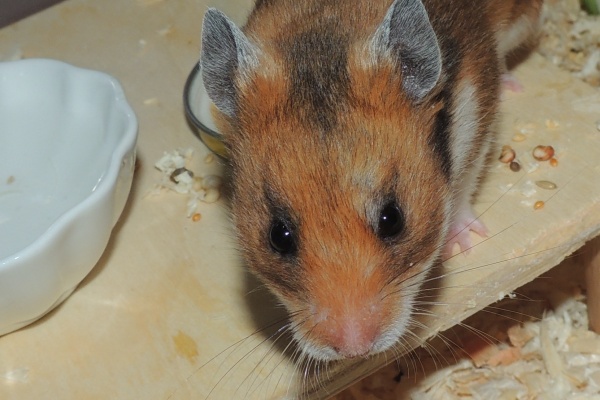 Bild von Susi, ausgewachsen