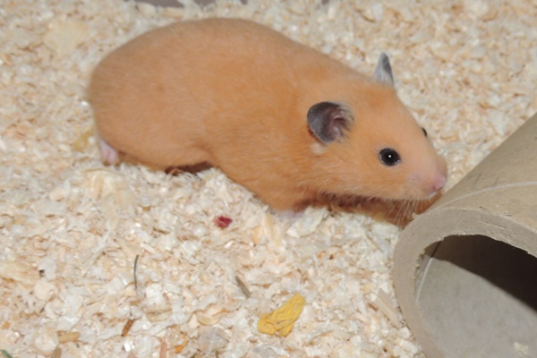 Bild von Jule, ausgewachsen